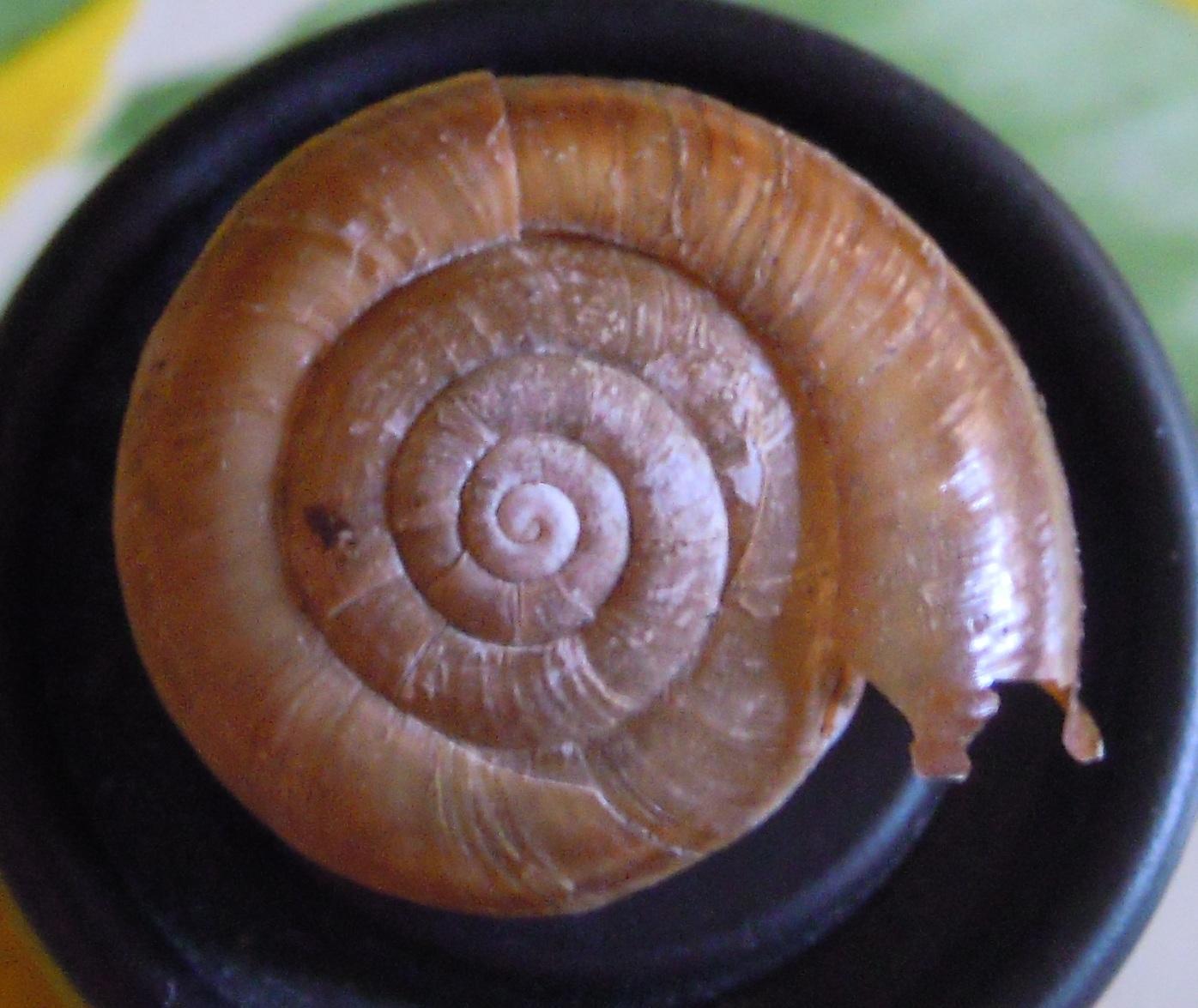 Chilostoma?